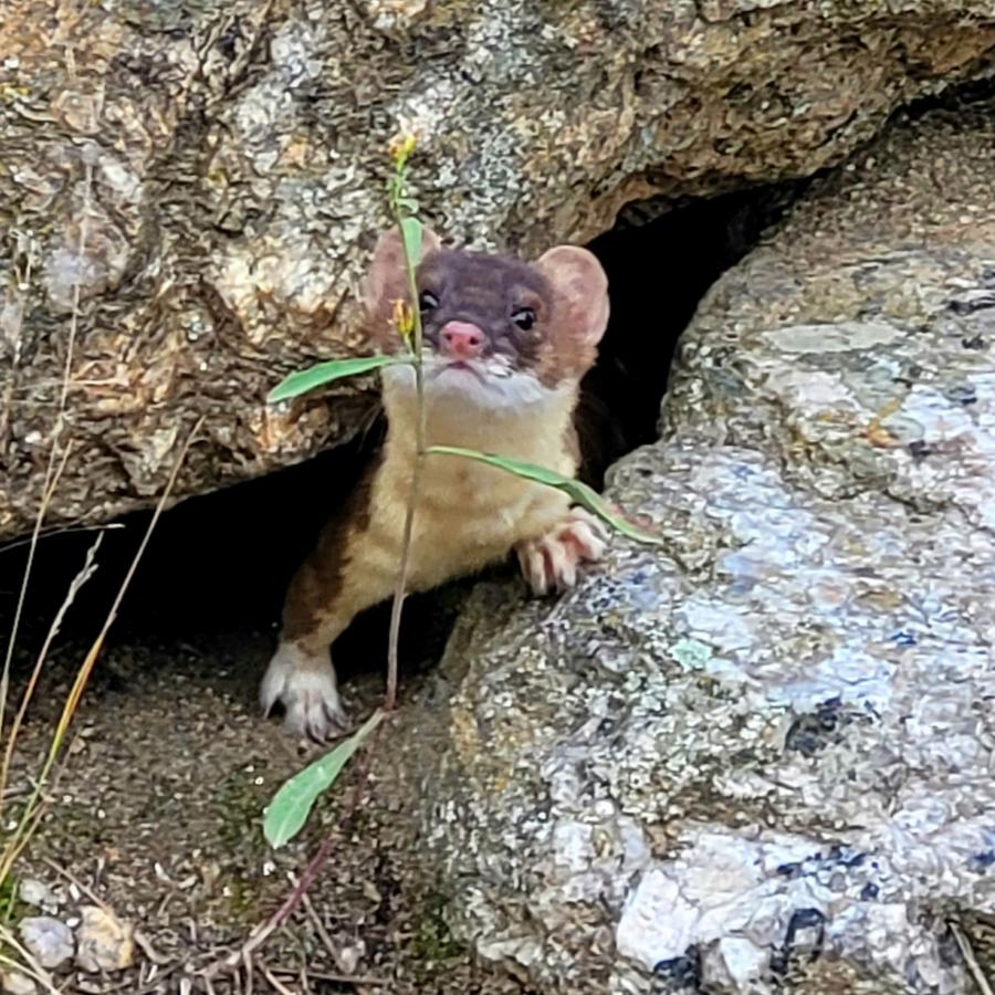 Playful weasel 