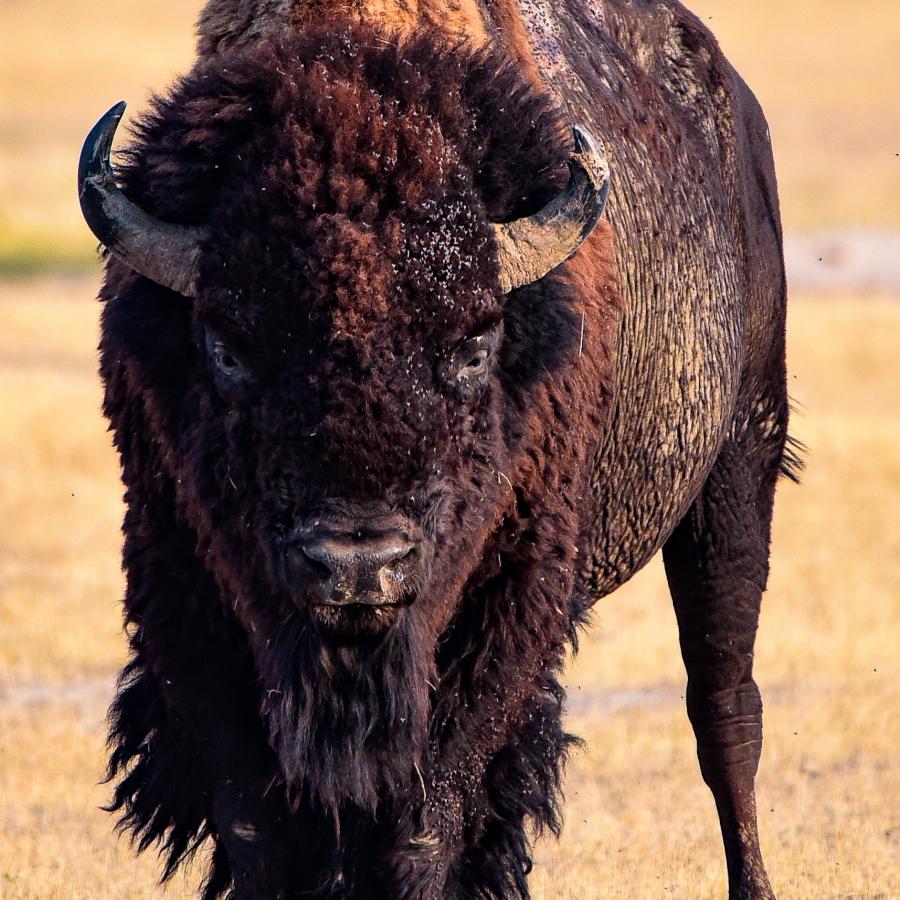 Head on view of a lone bull bison on a plain of dry grass staring into the camera..  